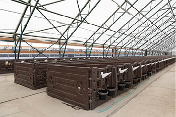 special plastic pens for newborn calves on a huge modern dairy farm.