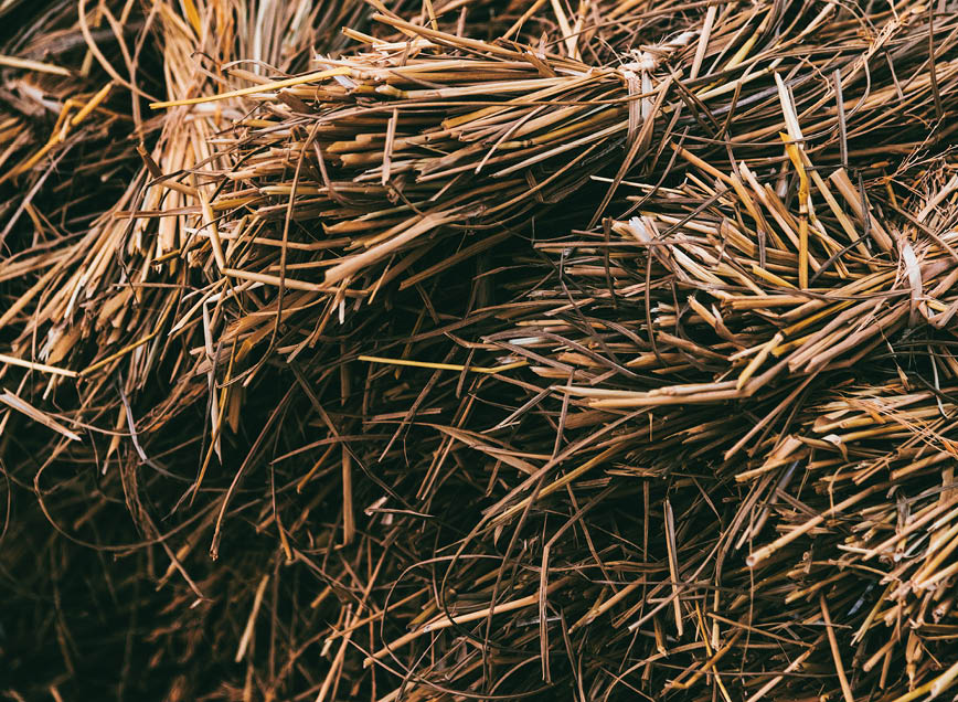 Dried hay or straw with grains