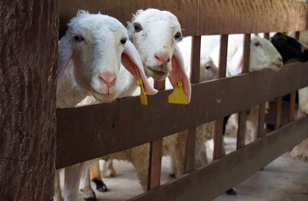 sheep in their stable