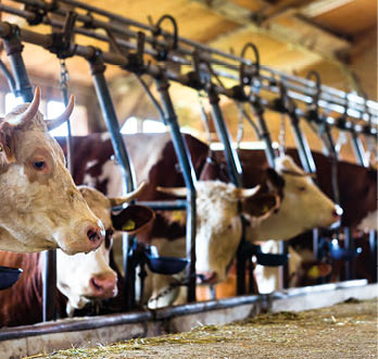 Cows in cowhouse eating hay 