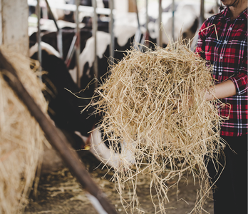 Young woman working with hay for cows on dairy farm 