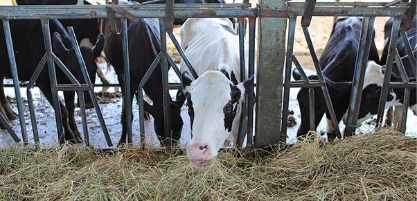 Cows eating hay in cowshed Thailand farm  Dairy cows to production milk 