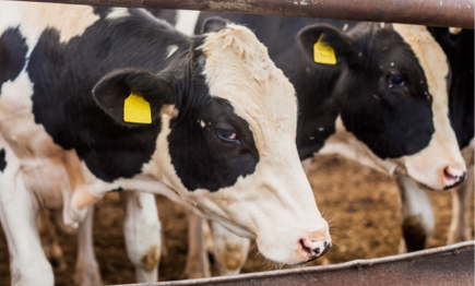 A herd of bulls in a pen, growing bulls