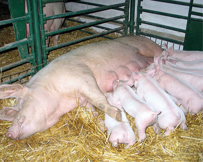 Little pigs and mother pig