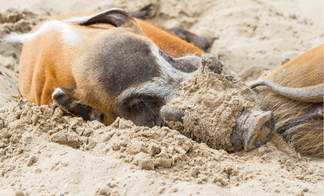 These wild african pigs are doing a nap for an afternoon
