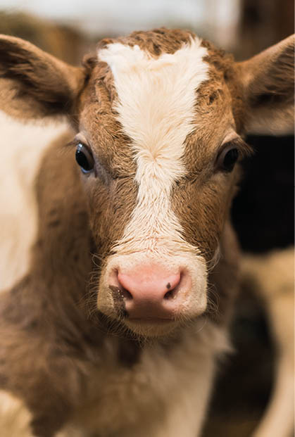 Cute calf looks into the object  A cow stands inside a ranch next to hay and other calves 