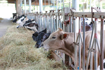 Cows eating hay in cowshed Thailand farm  Dairy cows to production milk 