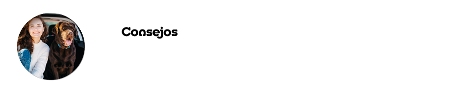 Consejos  C mo evitar que tu perro se maree en el coche