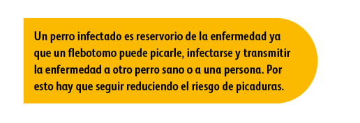 Un perro infectado es reservorio de la enfermedad ya que un flebotomo puede picarle, infectarse y transmitir la enfer   