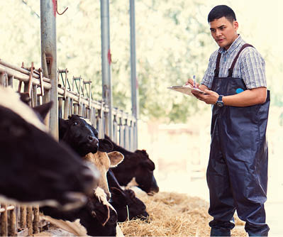 Farmers are recording details of each cow on the farm 