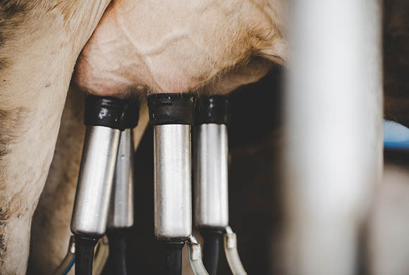 Cow milking facility and mechanized milking equipment 