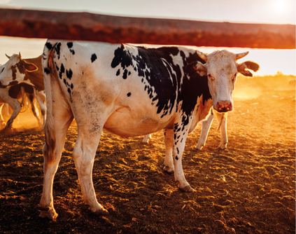Farmer feeding cows with grass on farm yard at sunset  Happy cattle eating and walking outdoors in village 