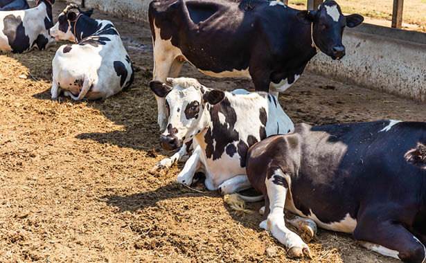 Cows sleeping in a farm  Dairy cows is economic animals 