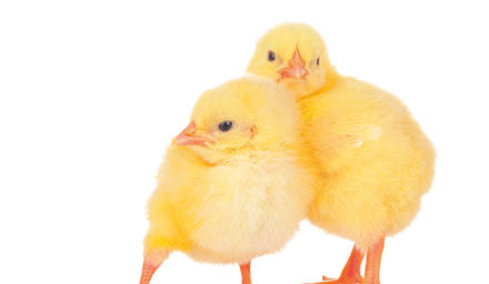 chicks in front of white background 