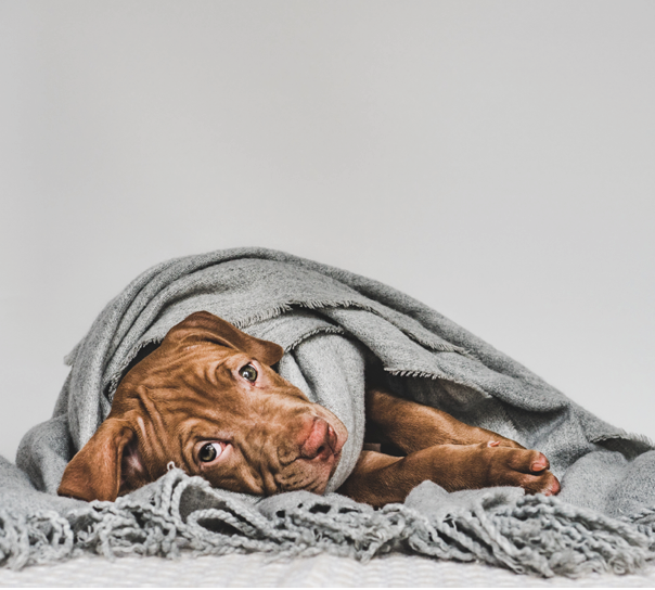 Young, charming puppy, wrapped up in a gray scarf  Close-up, isolated background  Studio photo  Concept of care, education, training and raising of animals