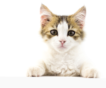 young cat looks at the banner  Place under the inscription 