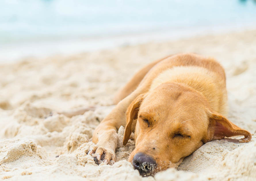dog sleep on the beach
