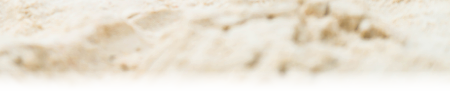 dog sleep on the beach