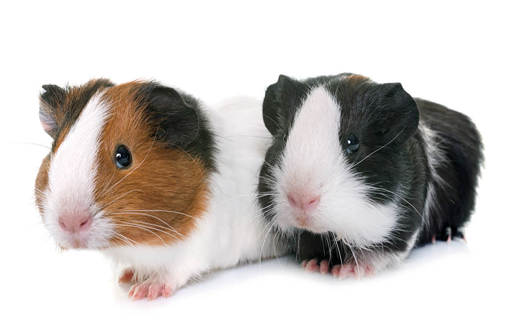 guinea pigs in front of white background