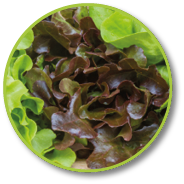 Vegetables for salad consisting of Cos lettuce, Butter head, Red oak, Green oak and Coral on wood table 