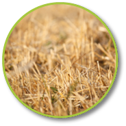 Golden stubble of mown wheat field against a blue sky, selective focus