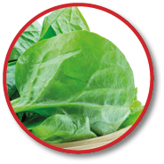 spinach vegetables isolated on white background