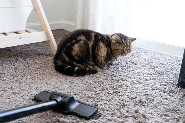 vacuum cleaner  cat sprawled cleaning cat hair dropped