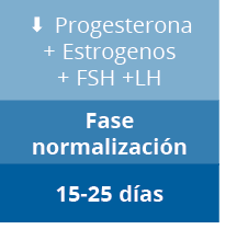 15-25 d as,Fase normalizaci n,S Progesterona + Estrogenos + FSH +L