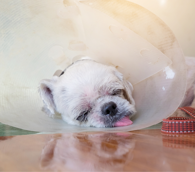 Sick white dog wear collar cone on his neck and sleeping at home