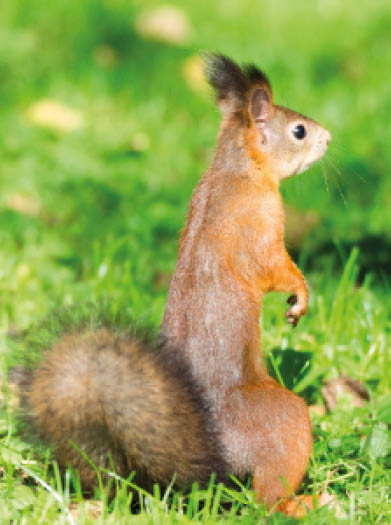 red squirrel on a branch in summer, Sciurus, park, Tamiasciurus