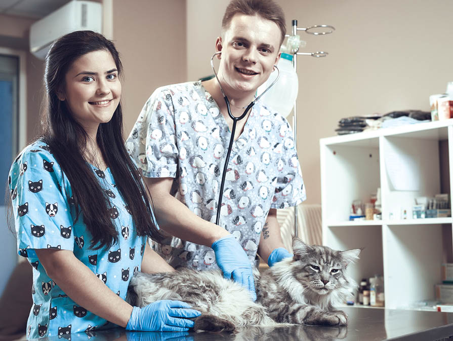 Happy Vet Students Examining Furry Cat in Clinic 