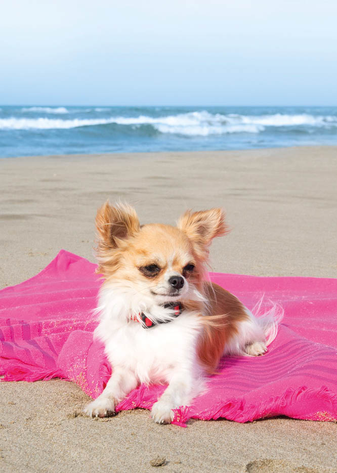 portrait of a cute purebred  chihuahua on the beach