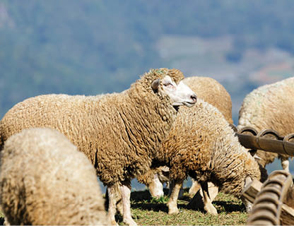 sheep on beautiful mountain meadow