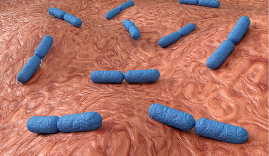 Enlarged view of the intestine showing the bacteria Lactobacillus  Normal flora of the small intestine  lactic acid bacteria  Probiotic bacteria  3D rendering