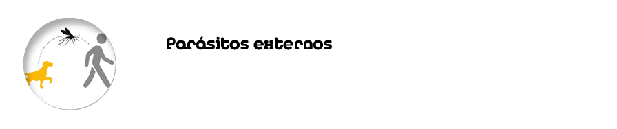 Par sitos externos La leishmaniosis en los perro