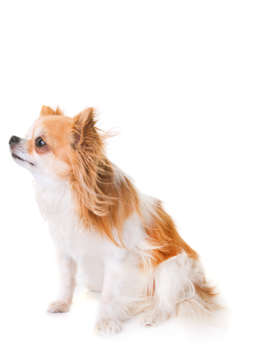 purebred chihuahua and fan in front of white background