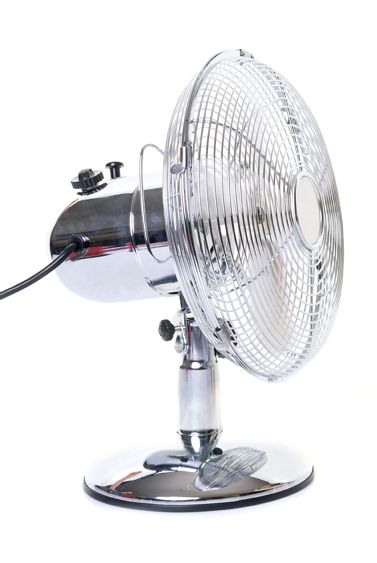 purebred chihuahua and fan in front of white background