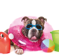 american bully in front of white background