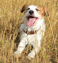 JACK RUSSELL DOG TONGUE OUT IN THE SUMMER HEAT AND WHEAT BACKGROUND