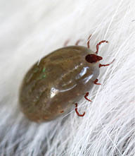Big Tick on a dog in clearing Sucking the blood of dogs and insect spreading pathogens 