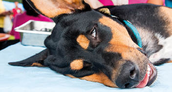 Neutering dogs and cats in World Rabies Day Surgical sterilization of dogs  cats