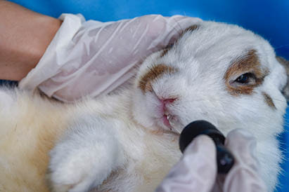 Rabbit at a reception at the vet  Prevention of disease mouth 