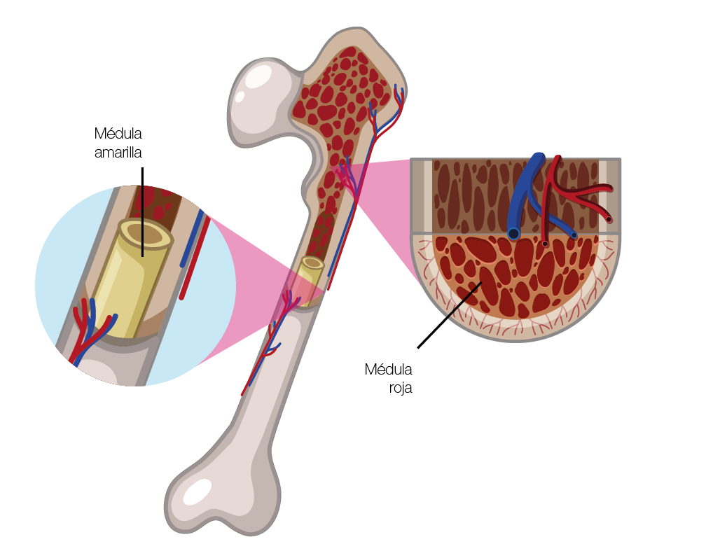 M dula amarilla M dula roj