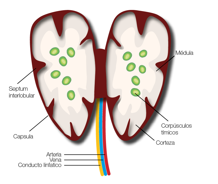 M dula Corp sculos t micos Conducto linfatico Vena Arteria Septum interlobular Capsula Cortez