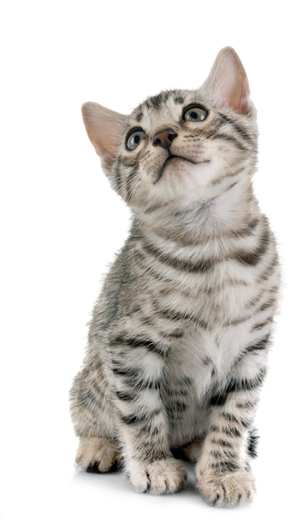 bengal cat in front of white background