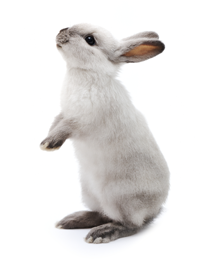 Little rabbit on white