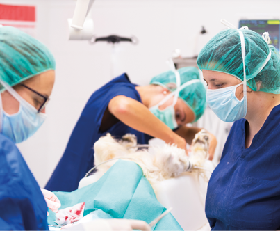 Veterinarian surgeons in operating room