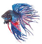 Blue siamese fighting fish  betta splendens isolated on white background