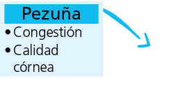 pezu a Congesti n Calidad c rne