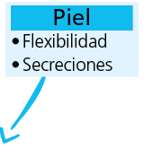 piel Flexibilidad Secrecione